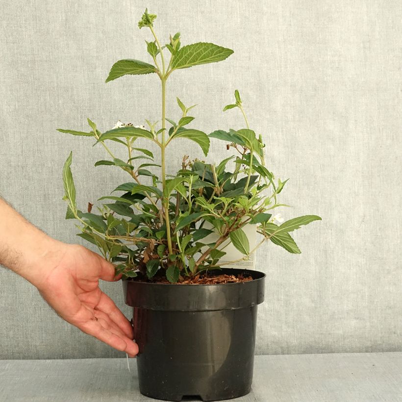 Viburnum plicatum Shirogami® 3L/4L pot sample as delivered in summer
