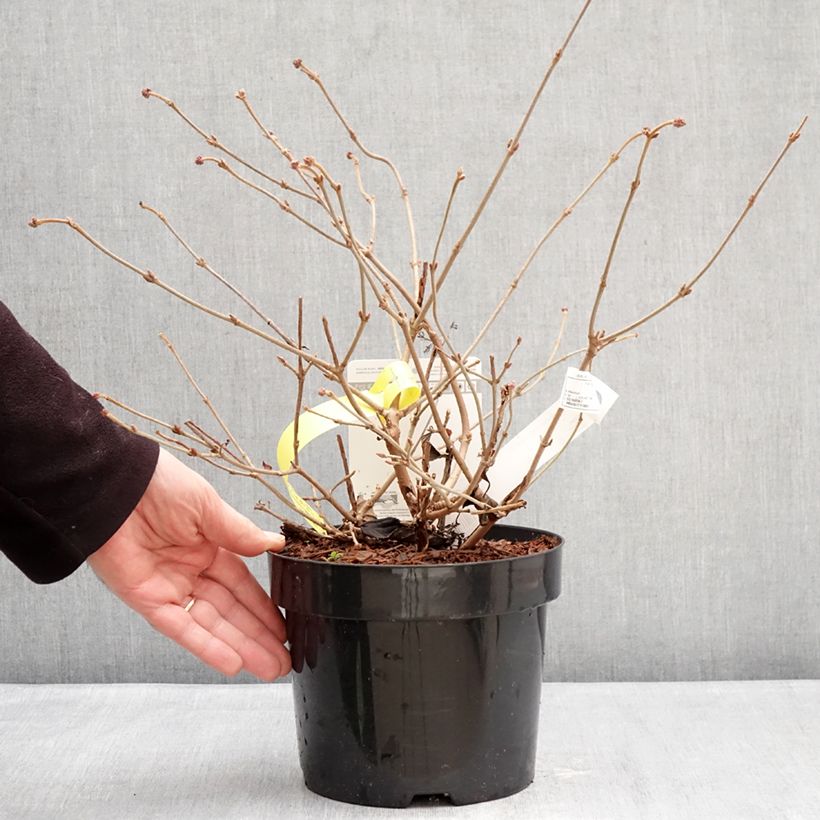Viburnum plicatum Shirogami® - Japanese snowball 3L/4L pot sample as delivered in winter