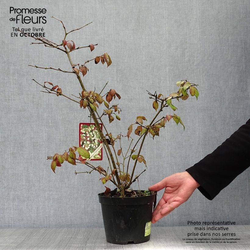 Viburnum plicatum Summer Snow Flake 2L/3L pot sample as delivered in autumn