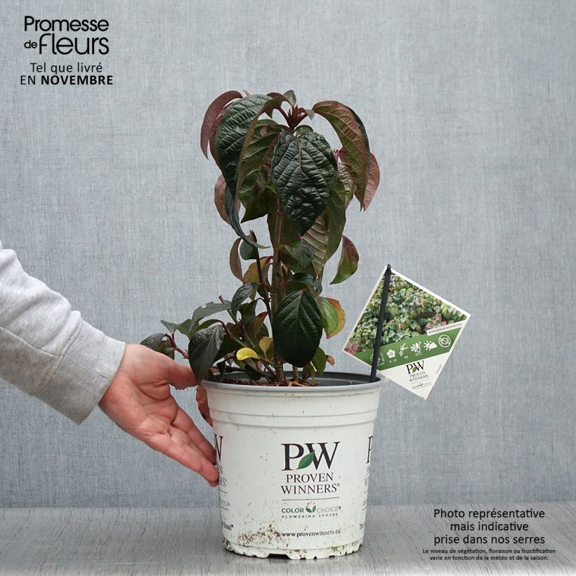 Viburnum Shiny Dancer 3L/4L pot sample as delivered in autumn