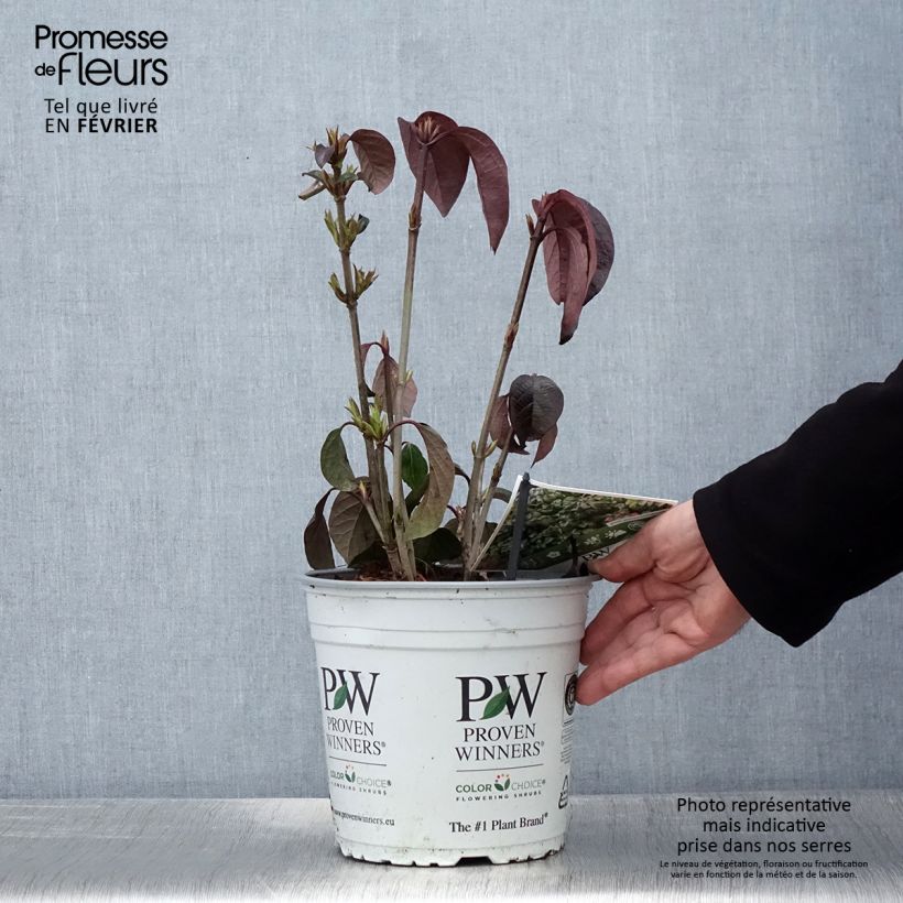 Viburnum Shiny Dancer 3L/4L pot sample as delivered in winter