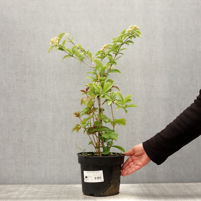 Viburnum sieboldii Seneca 4L/5L pot sample as delivered in spring