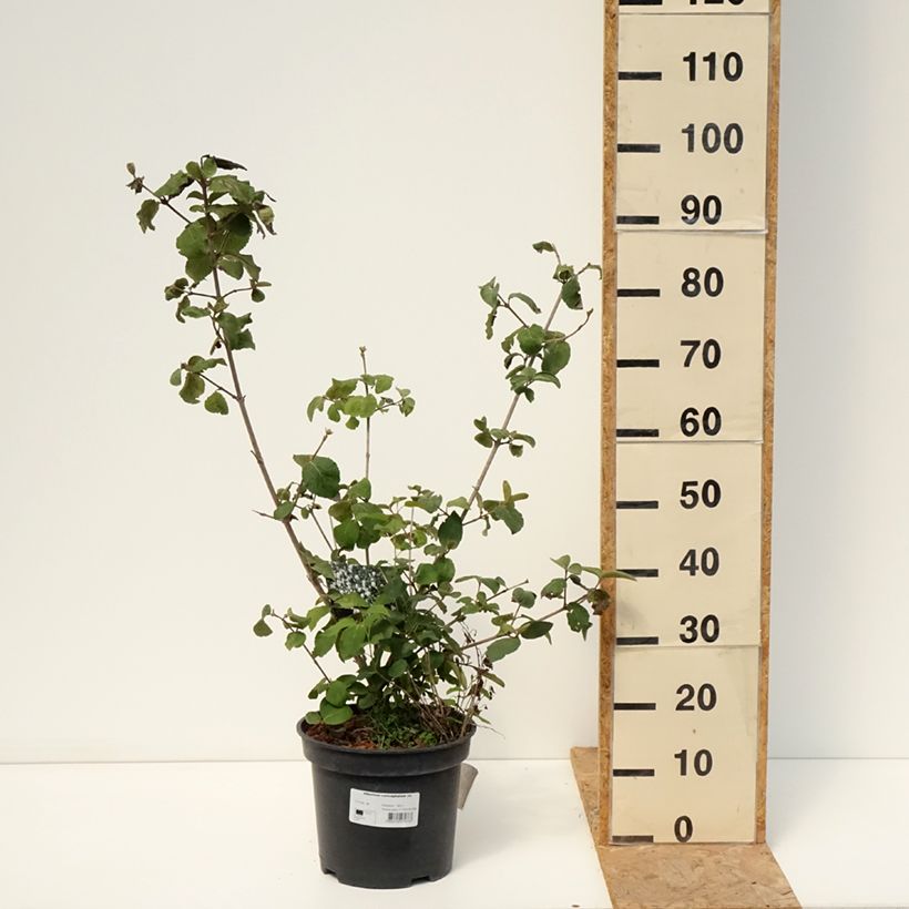 Viburnum x carlcephalum 7.5L/10L pot sample as delivered in summer