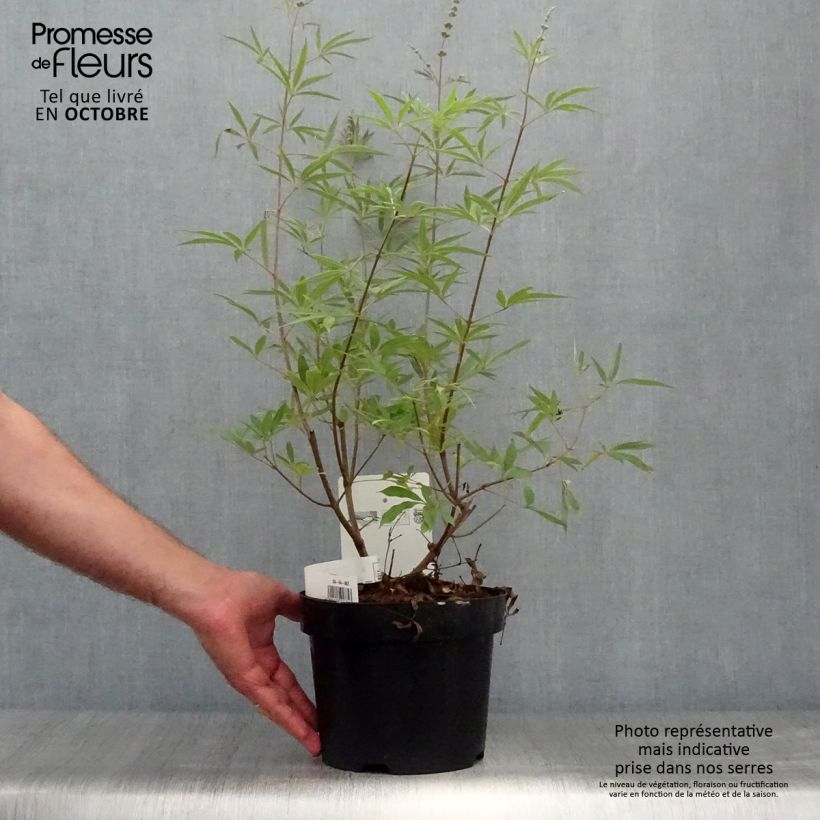 Vitex agnus-castus Albus - Chaste Tree 3L/4L pot sample as delivered in autumn