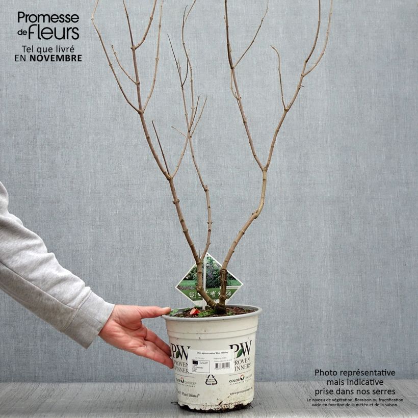 Vitex agnus-castus Blue Didley - Chaste Tree 3L/4L pot sample as delivered in autumn