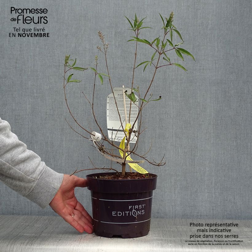 Vitex agnus-castus Blue Puffball - Chaste Tree 3L/4L pot sample as delivered in autumn