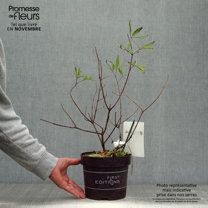 Vitex agnus-castus Delta Blues - Chaste Tree 3L/4L pot sample as delivered in autumn