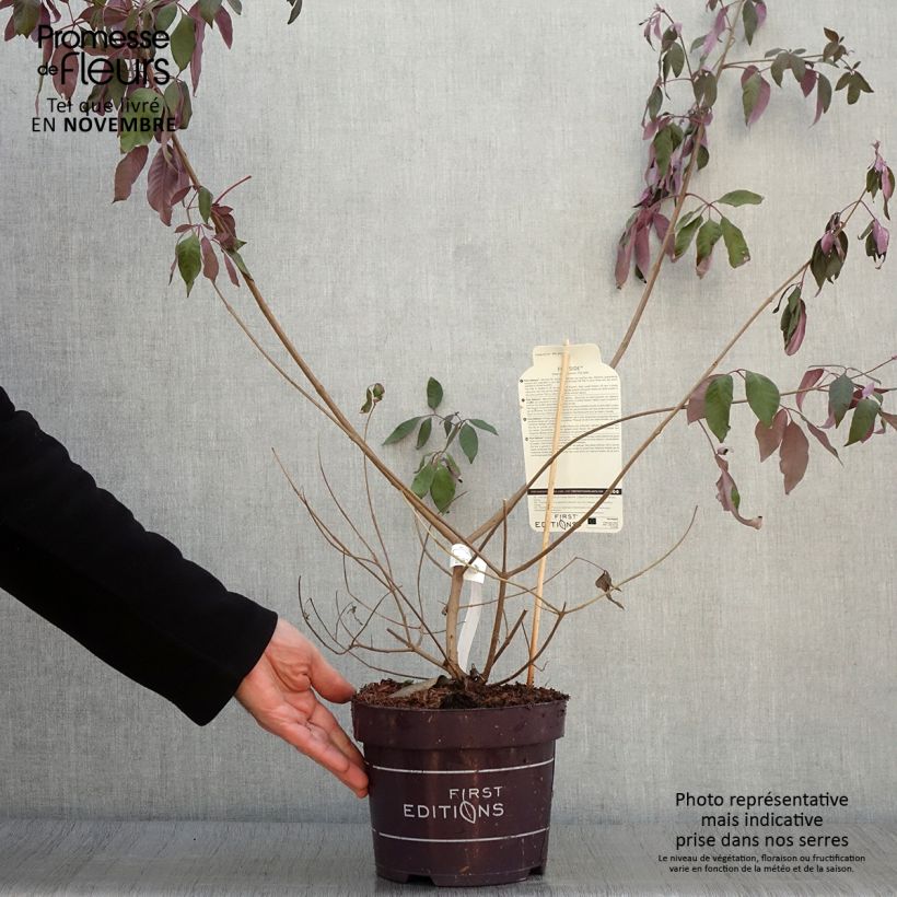 Vitex agnus-castus Flip Side - Chaste Tree 3L/4L pot sample as delivered in autumn