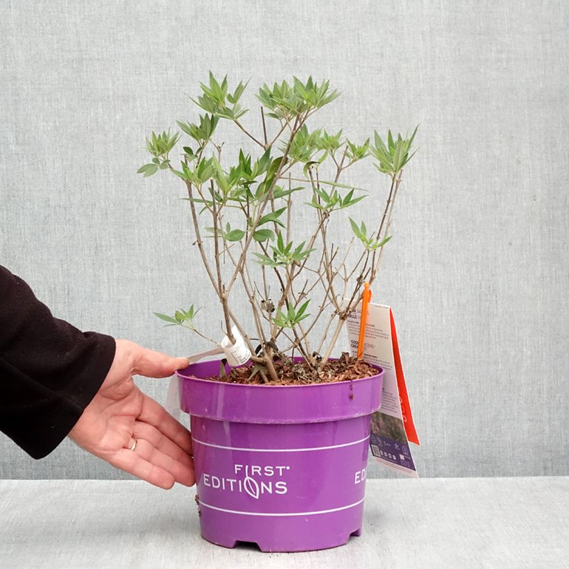 Vitex agnus-castus Galactic Pink - Chaste Tree 3L/4L pot sample as delivered in autumn