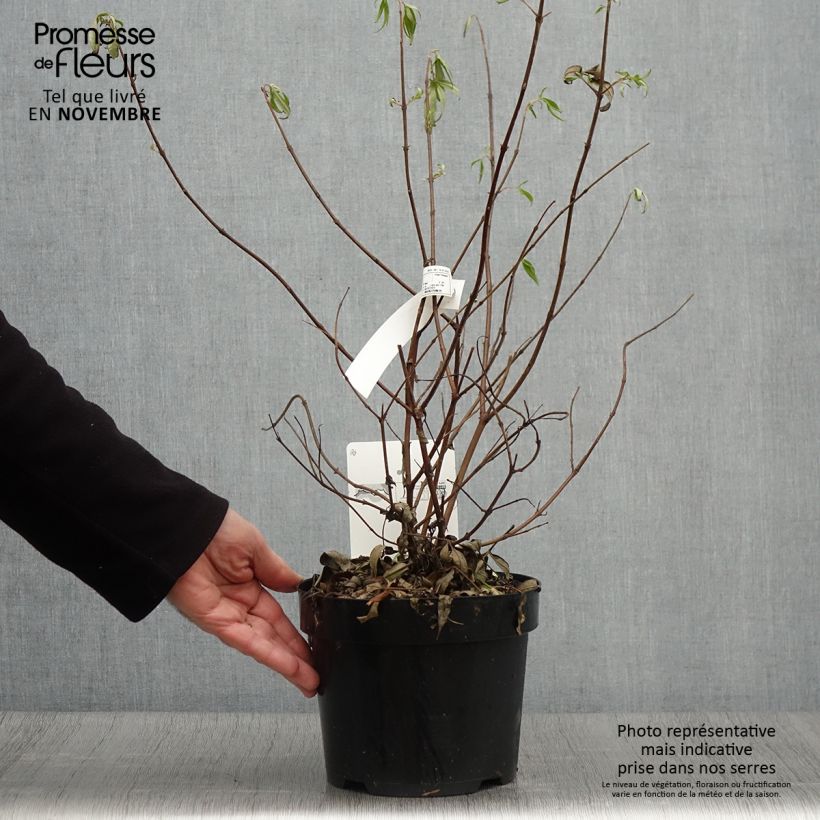 Vitex agnus-castus Pink Pinnacle - Chaste Tree 3L/4L pot sample as delivered in autumn