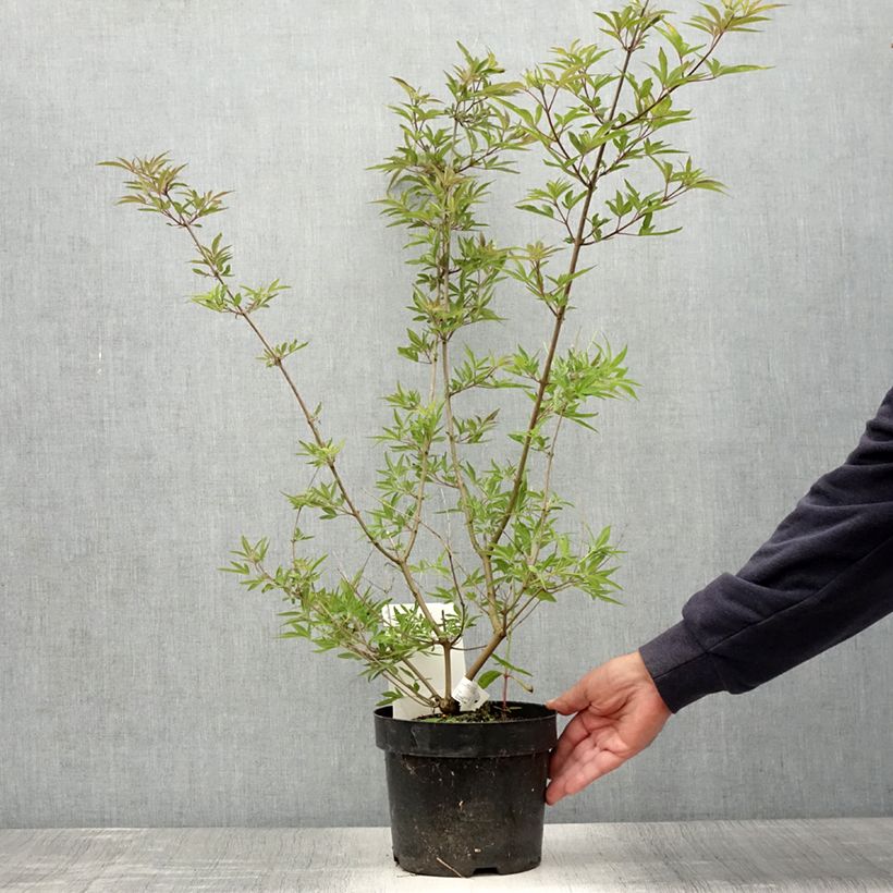 Vitex agnus-castus Pink Pinnacle - Chaste Tree 3L/4L pot sample as delivered in summer