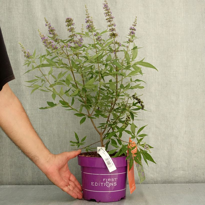 Vitex agnus-castus Queen Bee - Chaste Tree 3L/4L pot sample as delivered in summer