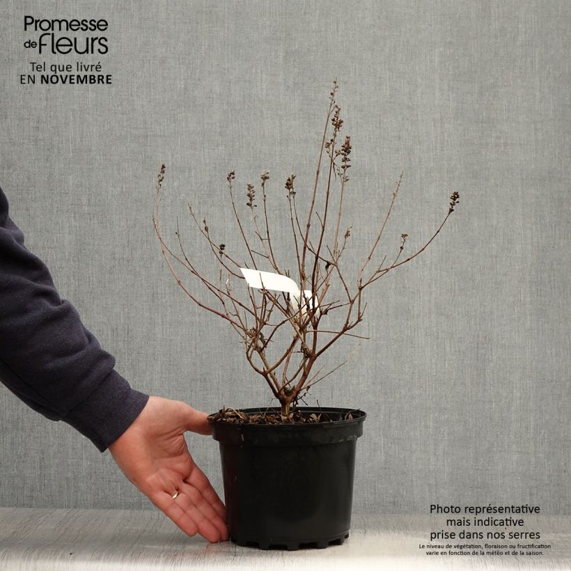 Vitex agnus-castus Santamaria - Chaste Tree 3L/4L pot sample as delivered in autumn
