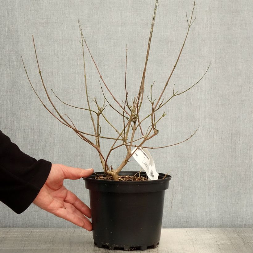 Vitex agnus-castus Santamaria - Chaste Tree 3L/4L pot sample as delivered in spring