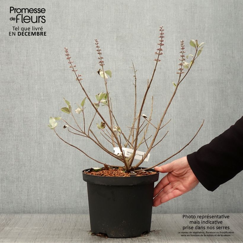 Vitex agnus-castus Chicagoland Blues - Chaste Tree 3L/4L pot sample as delivered in autumn