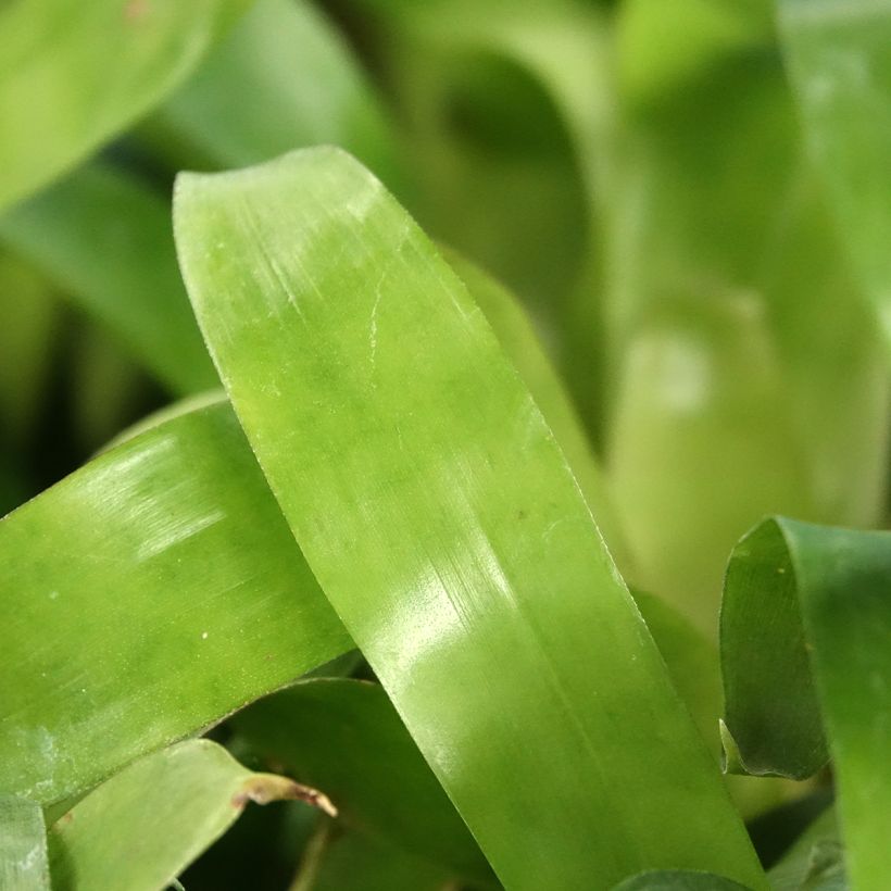 Vriesea carinata Christiane - Flaming sword plant (Foliage)