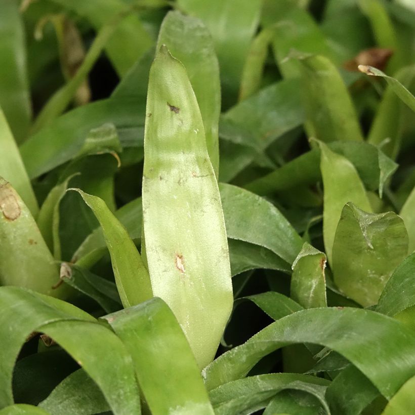 Vriesea Delphinius - Flaming sword plant (Foliage)