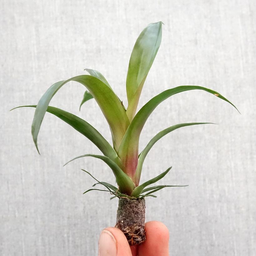 Vriesea Ida - Flaming sword plant Mini-plante sample as delivered in spring
