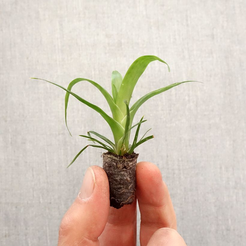 Vriesea Kallisto - Flaming sword plant Mini-plante sample as delivered in spring
