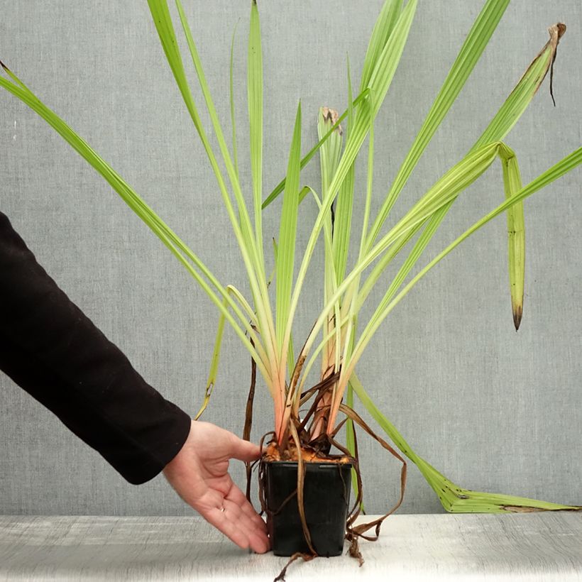 Wachendorfia thyrsiflora  10cm/11cm pot sample as delivered in autumn