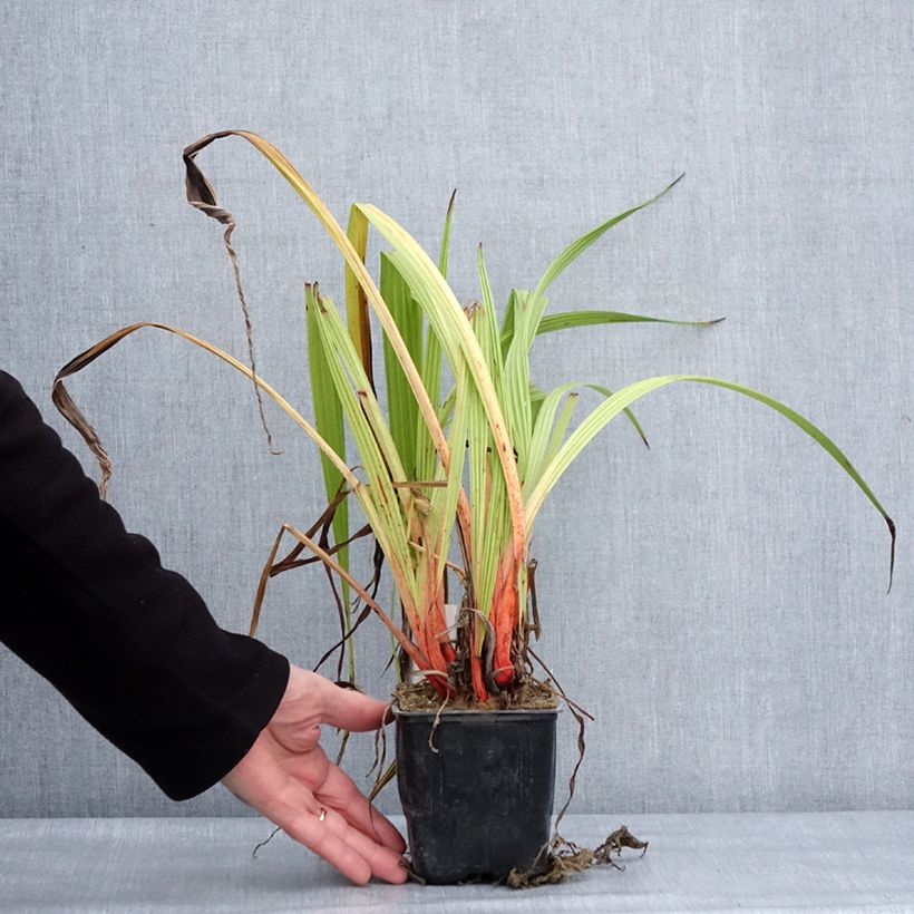 Wachendorfia thyrsiflora  10cm/11cm pot sample as delivered in winter