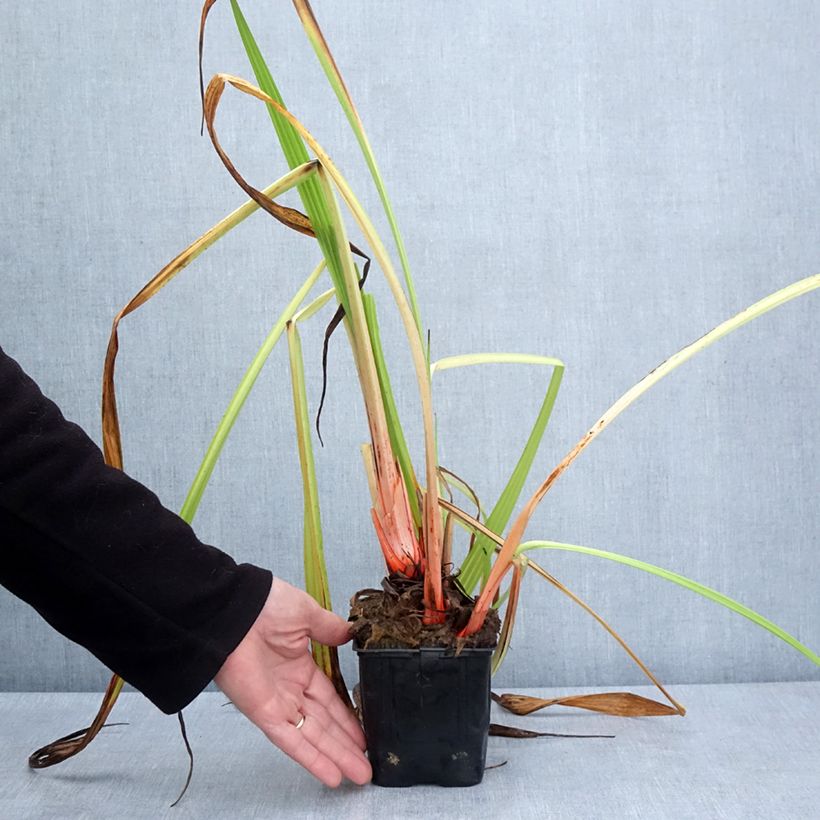 Wachendorfia thyrsiflora  10cm/11cm pot sample as delivered in spring