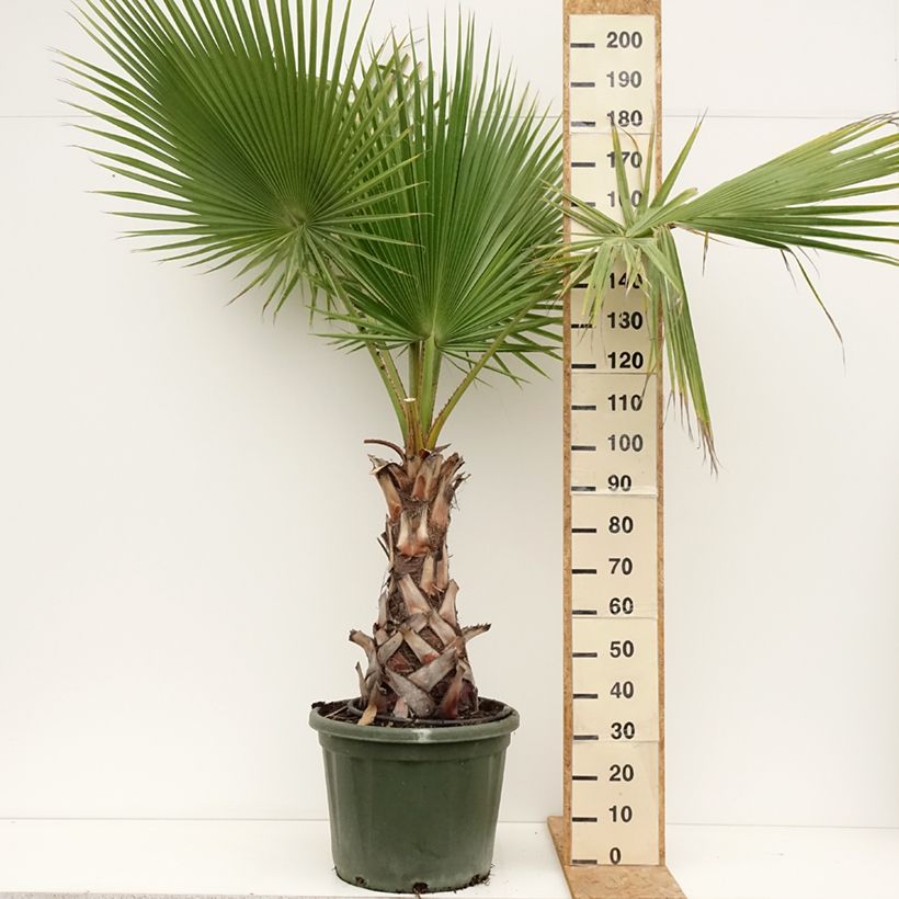 Washingtonia robusta - Mexican Fan Palm 50L/55L pot sample as delivered in summer