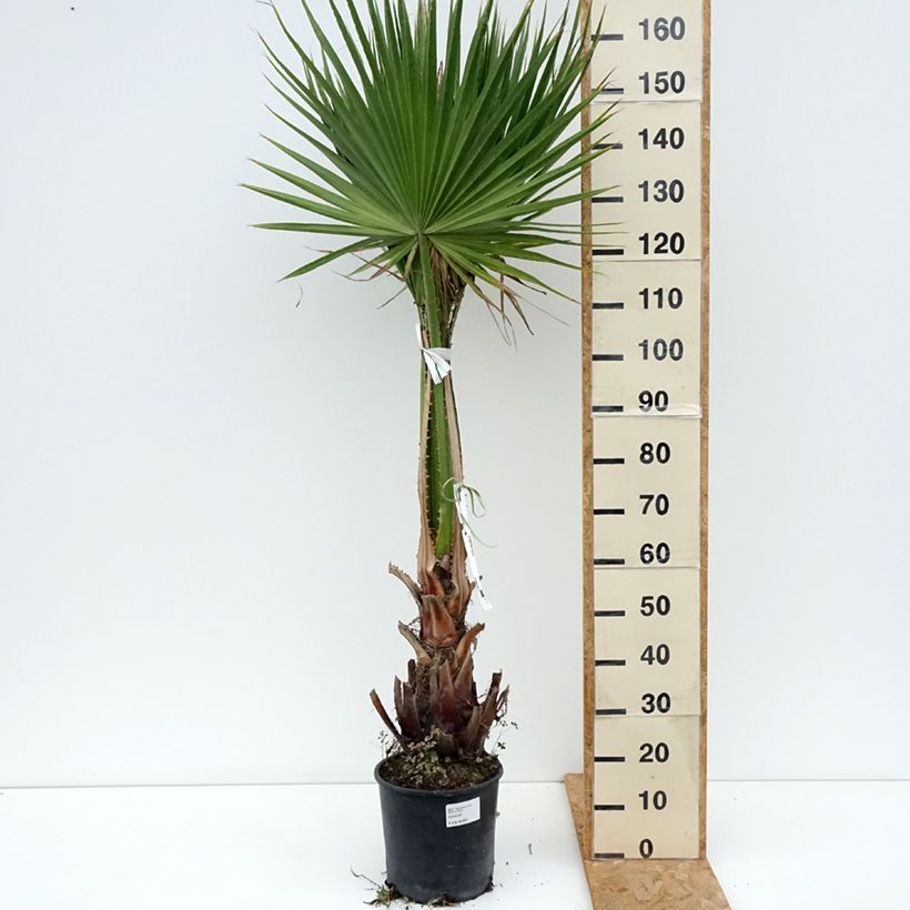 Washingtonia robusta - Mexican Fan Palm 7.5L/10L pot sample as delivered in spring