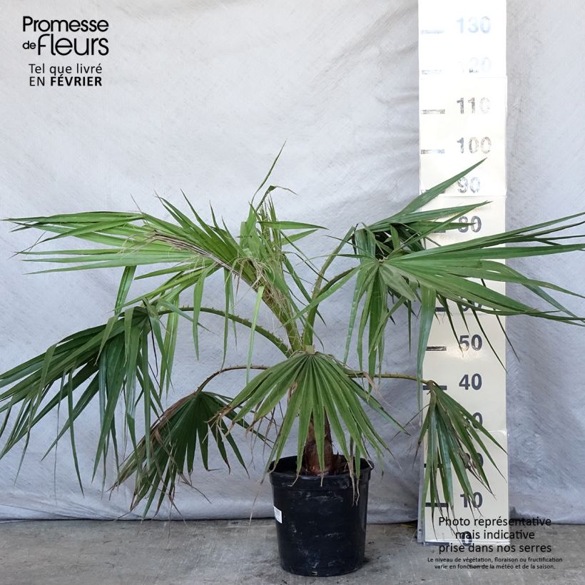 Washingtonia robusta - Mexican Fan Palm 7.5L/10L pot sample as delivered in winter