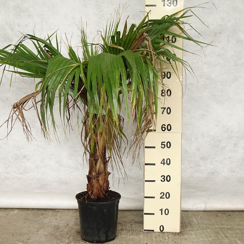 Washingtonia robusta - Mexican Fan Palm 7.5L/10L pot sample as delivered in spring