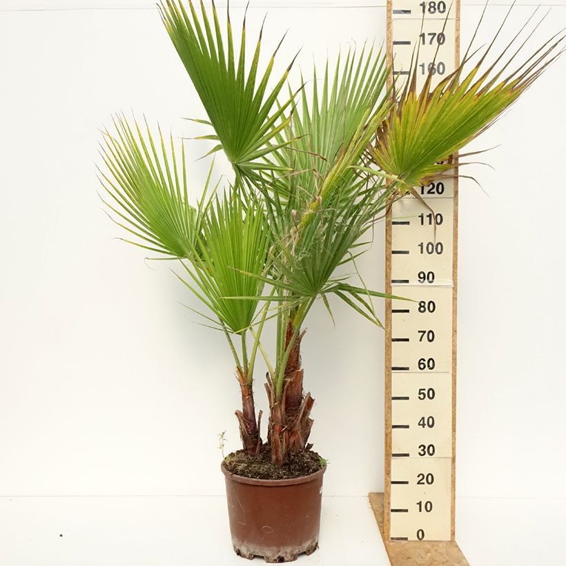 Washingtonia robusta - Mexican Fan Palm 20L/25L pot sample as delivered in summer