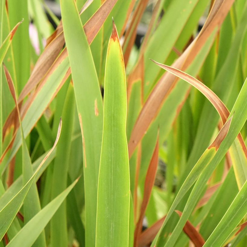 Watsonia borbonica - Cape bugle-lily (Foliage)