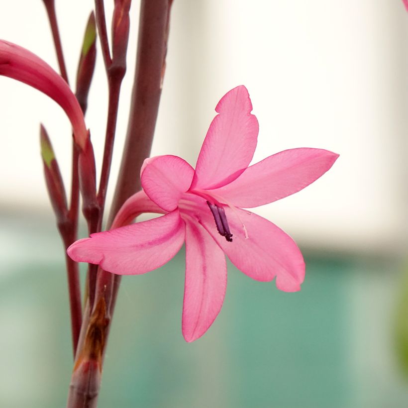 Watsonia borbonica - Cape bugle-lily (Flowering)