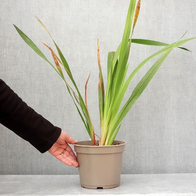Watsonia borbonica - Cape bugle-lily 4L/5L pot sample as delivered in winter
