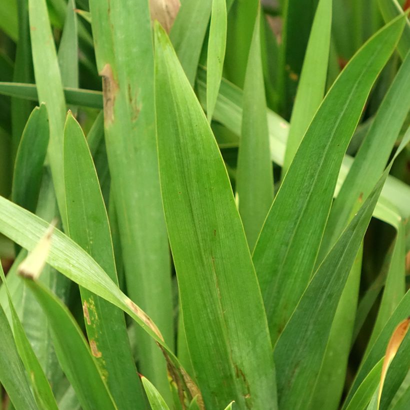 Watsonia Gigantea (Foliage)