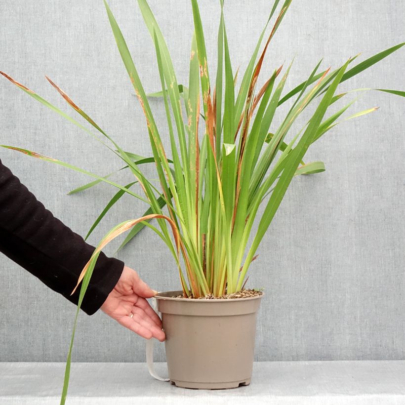 Watsonia Gigantea  4L/5L pot size 10+ sample as delivered in spring