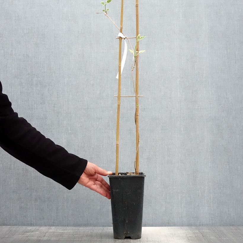 Wattakaka sinensis Variegata - Chinese Wisteria 2L/3L pot sample as delivered in spring