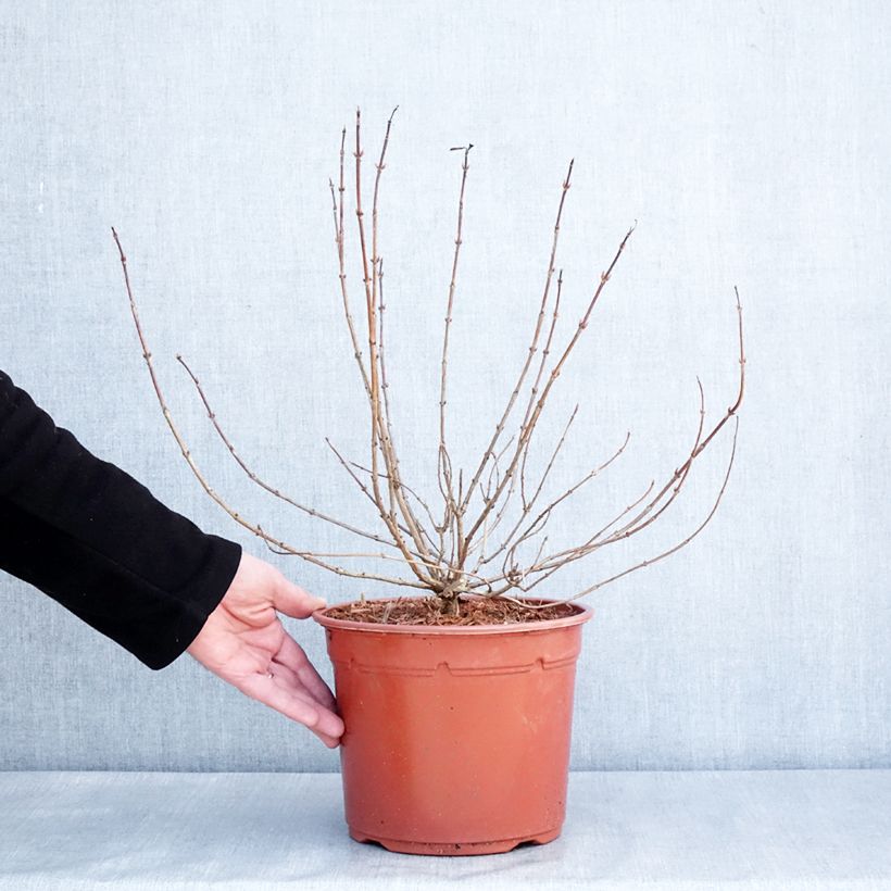 Weigela Briant Rubidor 4L/5L pot sample as delivered in winter