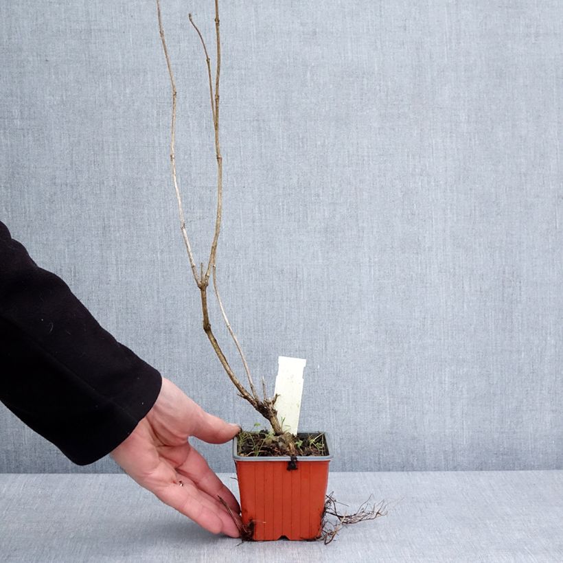 Weigela Candida 8/9 cm pot sample as delivered in winter