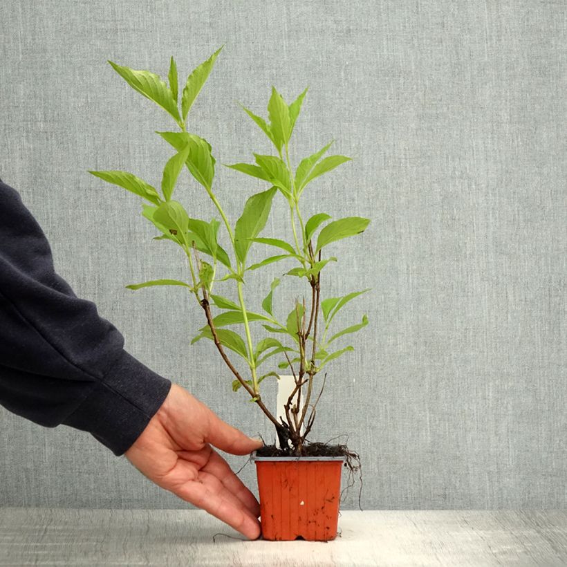 Weigela Candida 8/9 cm pot sample as delivered in spring