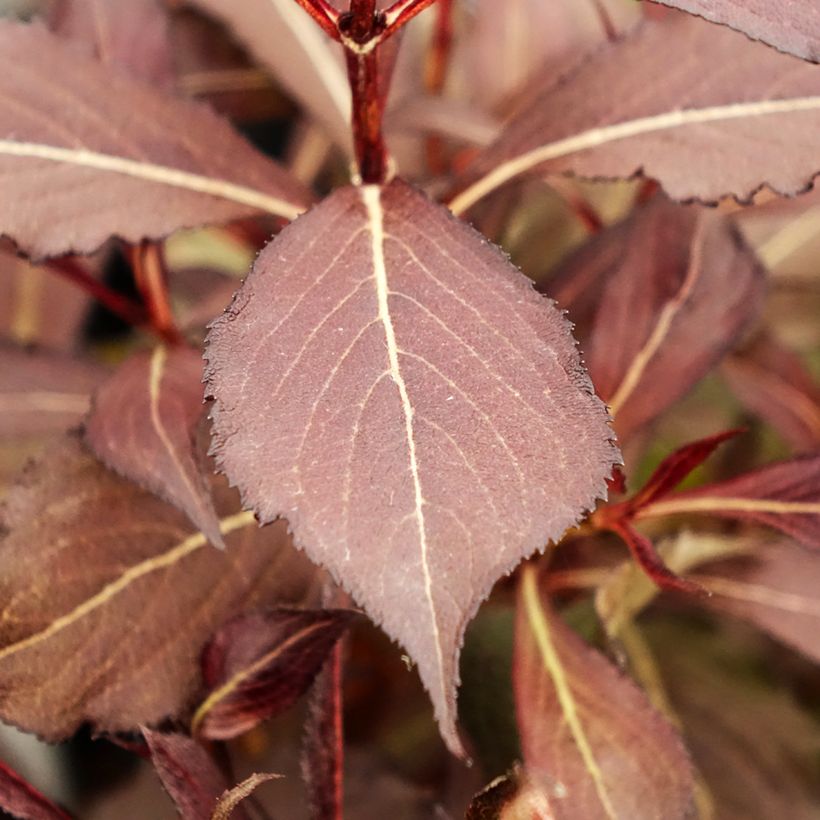 Weigela florida Electric Love (Foliage)