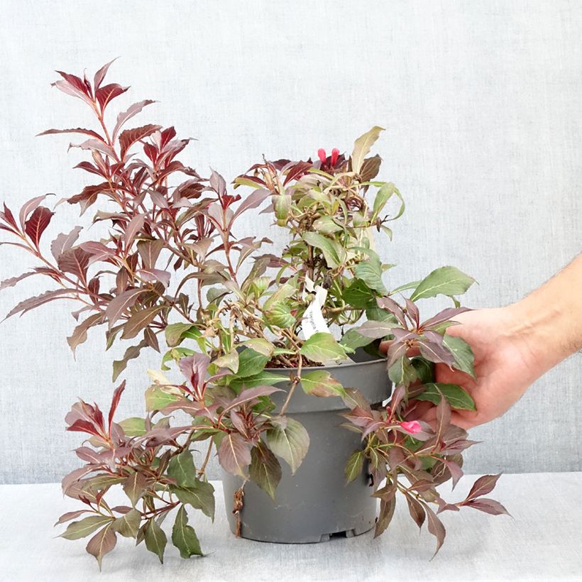 Weigela florida Electric Love 2L/3L pot sample as delivered in summer