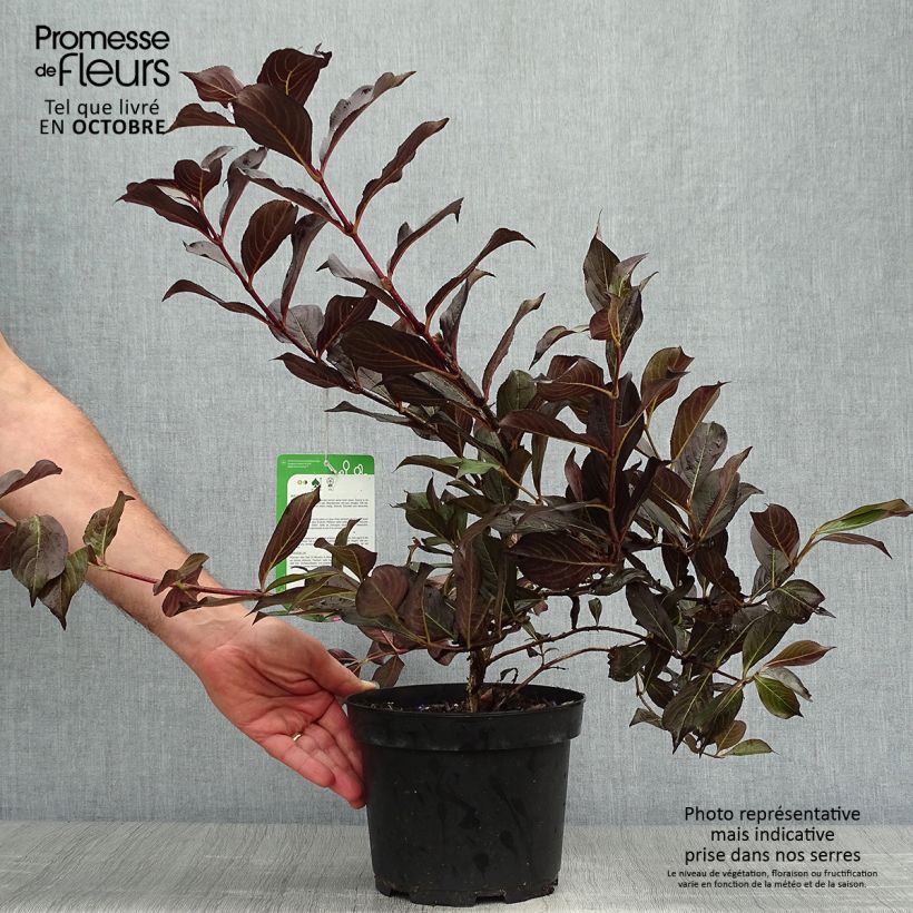 Weigela  florida Alexandra 2L/3L pot sample as delivered in autumn