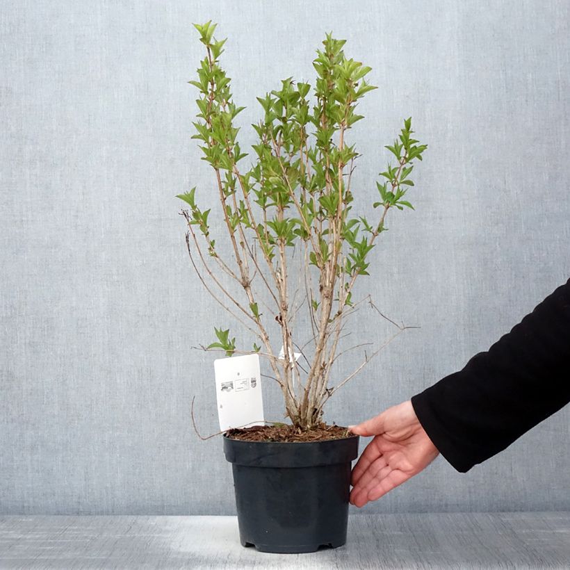 Weigela florida Big Love 3L/4L pot sample as delivered in spring