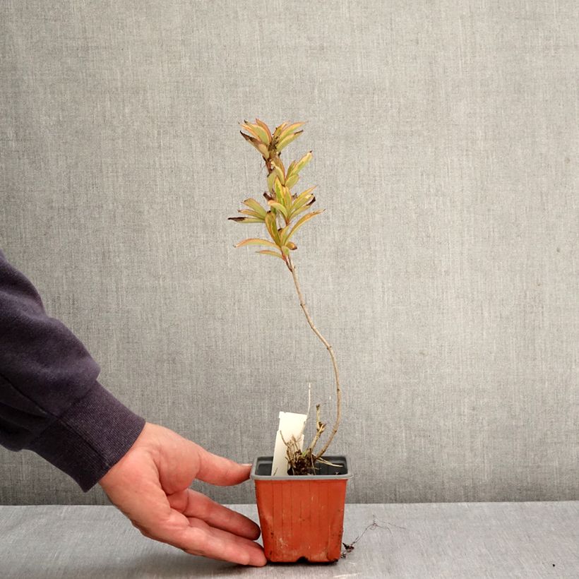 Weigela florida Brigela 8/9 cm pot sample as delivered in autumn