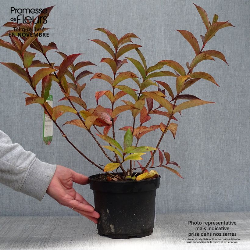 Weigela Bristol Ruby 2L/3L pot sample as delivered in autumn