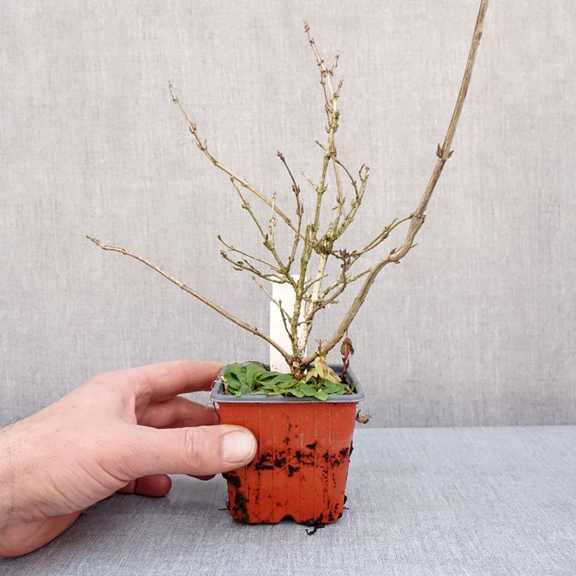 Weigela florida Foliis Purpureis 8/9 cm pot sample as delivered in winter