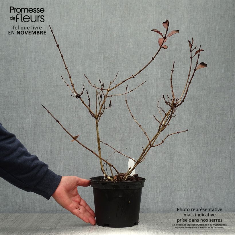 Weigela florida Foliis Purpureis 2L/3L pot sample as delivered in autumn