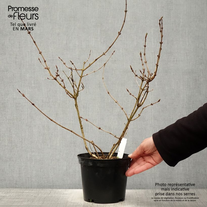 Weigela florida Foliis Purpureis 2L/3L pot sample as delivered in spring