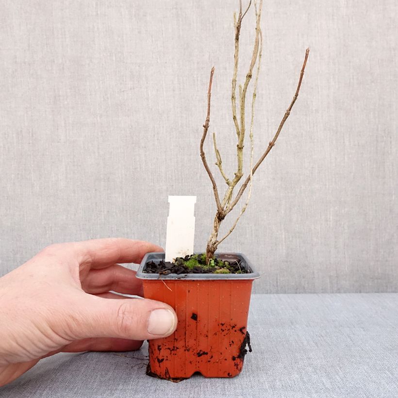 Weigela florida Lime Monster 8/9 cm pot sample as delivered in winter